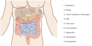 Anatomie van de buikorganen